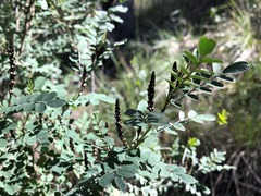 Indigofera brevidens