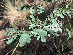 Indigofera brevidens