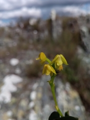 Polystachya henrici image