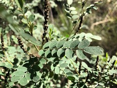 Indigofera brevidens