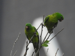 Psittacara holochlorus