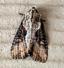 Lateroligia ophiogramma