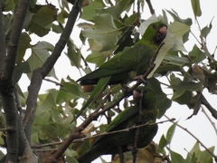 Psittacara holochlorus