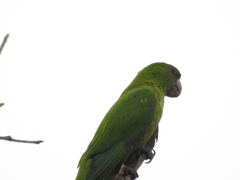 Psittacara holochlorus