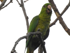 Psittacara holochlorus