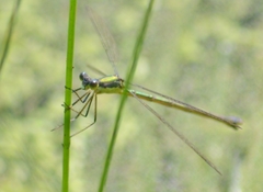 Lestes inaequalis