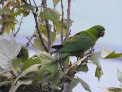 Psittacara holochlorus
