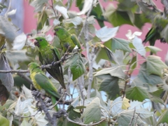 Psittacara holochlorus