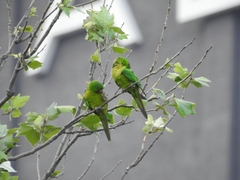 Psittacara holochlorus