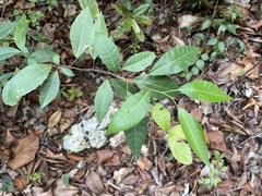 Allophylus crassinervis