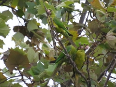 Psittacara holochlorus