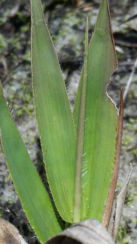 Image of Roughhair Rosette Grass (Dichanthelium strigosum) by (c) Jay Horn, some rights reserved (CC BY)