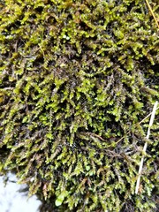 Rhynchostegium aquaticum
