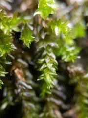 Rhynchostegium aquaticum