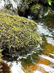 Rhynchostegium aquaticum