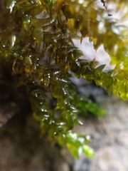 Rhynchostegium aquaticum