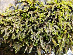 Rhynchostegium aquaticum