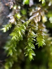 Rhynchostegium aquaticum