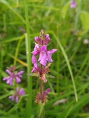 Stachys harleyana