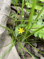 Hypoxis decumbens
