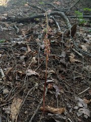Corallorhiza maculata occidentalis