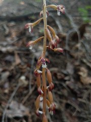 Corallorhiza maculata occidentalis