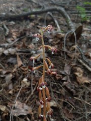 Corallorhiza maculata occidentalis