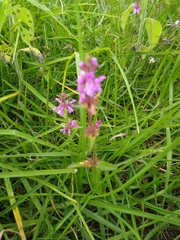 Stachys harleyana