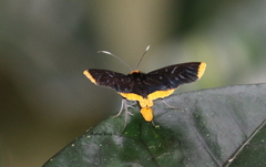 Ophthalmis lincea