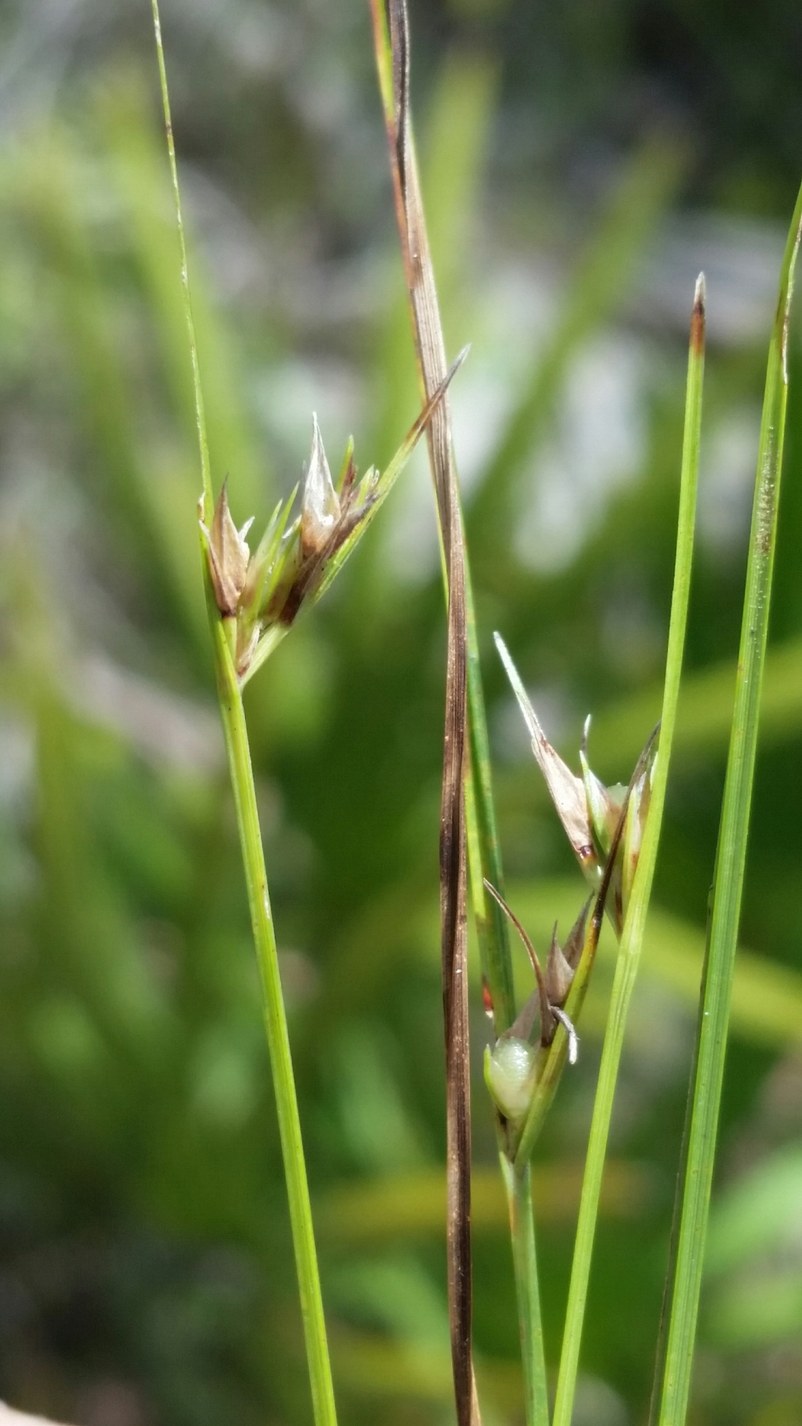Scleria ciliata