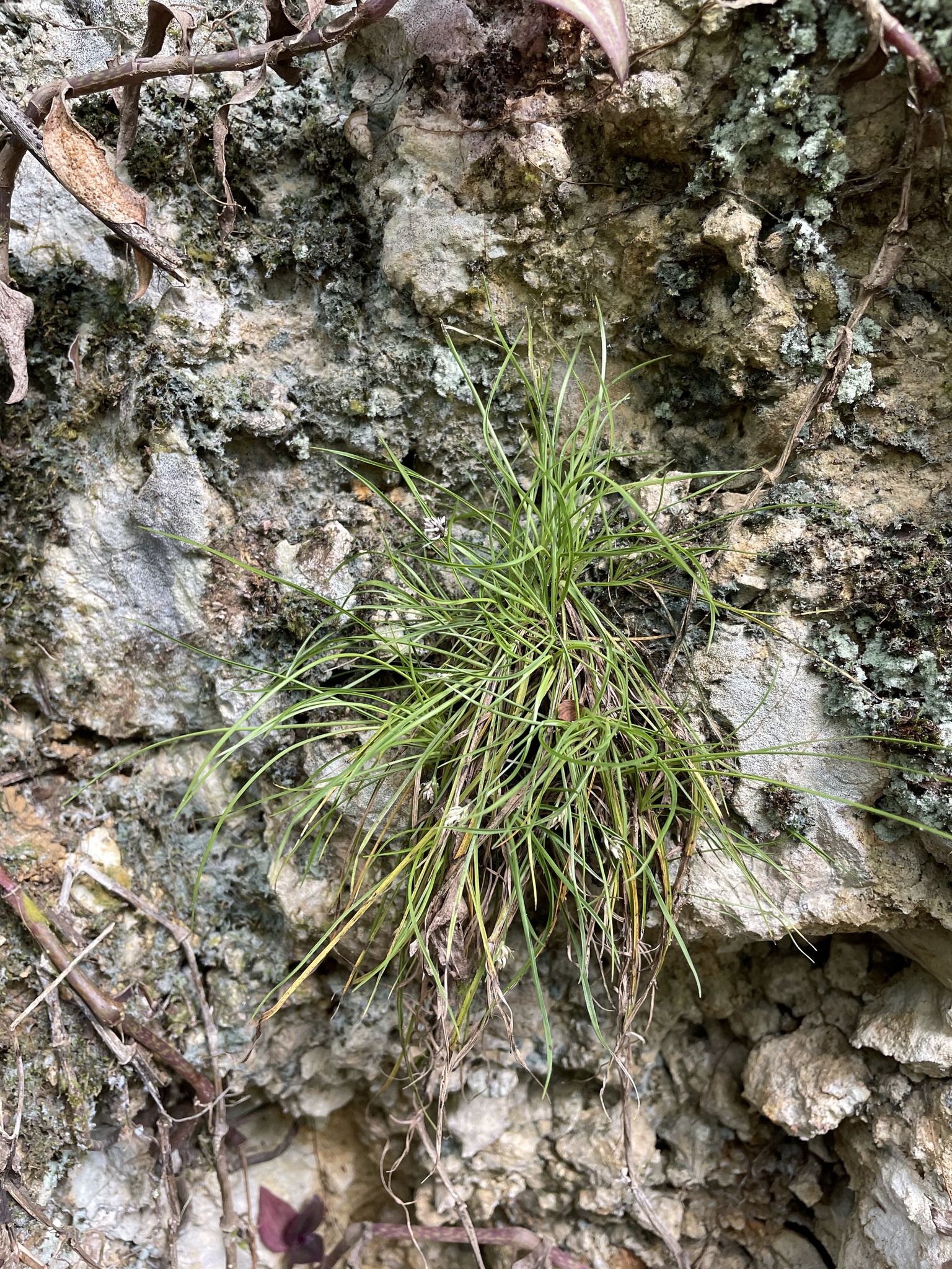 Rhynchospora berteroi
