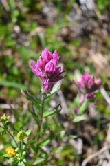 Castilleja parviflora olympica