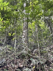 Zanthoxylum martinicense