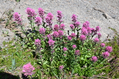 Castilleja parviflora olympica