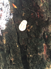 Coelostomidia