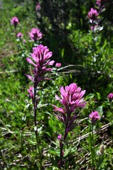 Castilleja parviflora olympica