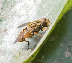 Parhelophilus divisus