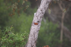 Vanessa tameamea