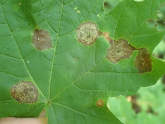 Acericecis ocellaris