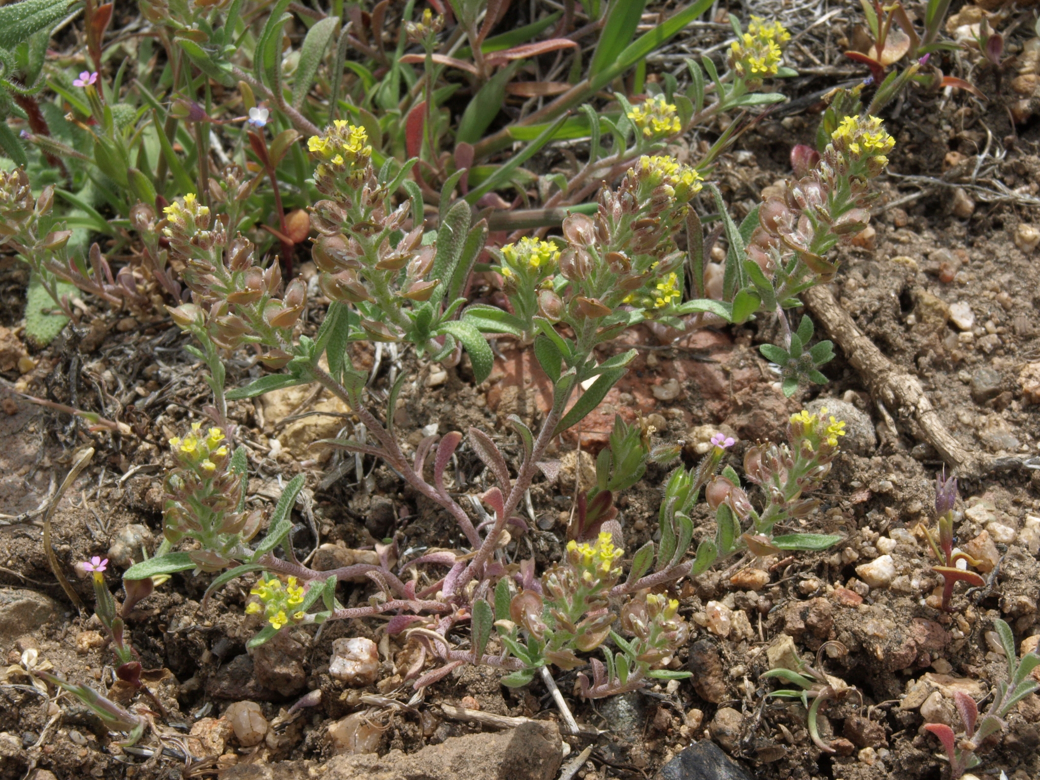 Alyssum desertorum
