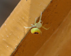 Araneus alboventris