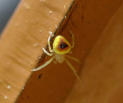 Araneus alboventris