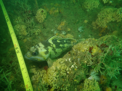 Sebastes chrysomelas