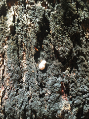 Coelostomidia