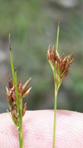 Image of Rhynchospora divergens by (c) Jay Horn, some rights reserved (CC BY)