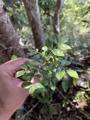 Zanthoxylum punctatum