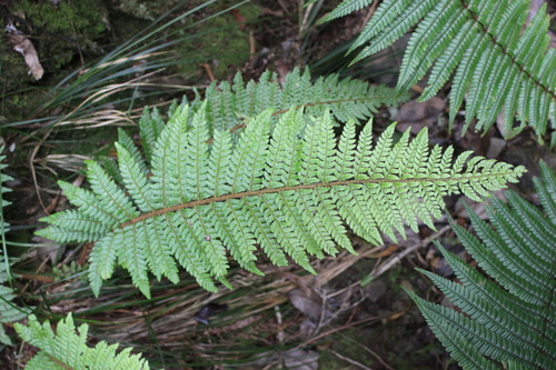 Polystichum bonseyi observed 2021-07-19