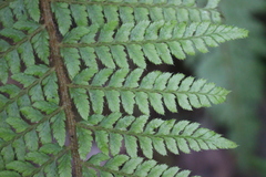 Polystichum bonseyi