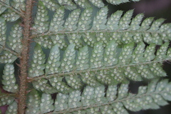 Polystichum bonseyi