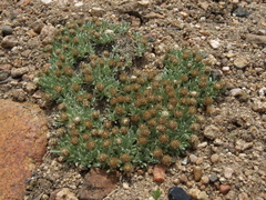 Antennaria dimorpha